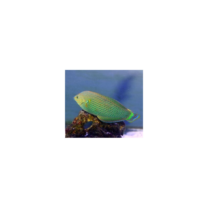 Halichoeres Marginatus 11-13 cm